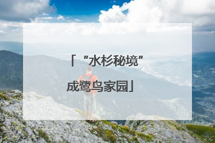 “水杉秘境”成鹭鸟家园