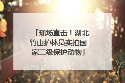 现场直击！湖北竹山护林员实拍国家二级保护动物