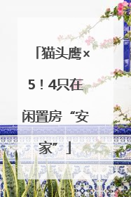 猫头鹰×5！4只在闲置房“安家”