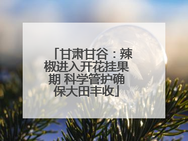 甘肃甘谷：辣椒进入开花挂果期 科学管护确保大田丰收
