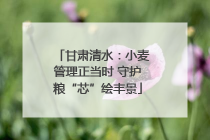 甘肃清水：小麦管理正当时 守护粮“芯”绘丰景
