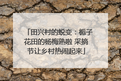 田兴村的蜕变：栀子花田的杨梅熟啦 采摘节让乡村热闹起来