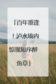 百年重逢！泸水境内惊现短序醉鱼草