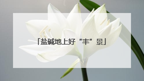 盐碱地上好“丰”景
