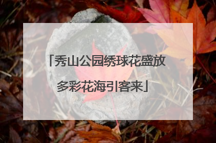 秀山公园绣球花盛放 多彩花海引客来