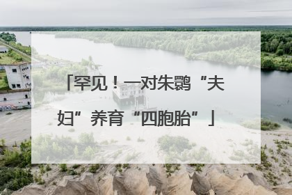 罕见！一对朱鹮“夫妇”养育“四胞胎”