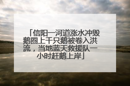 信阳一河道涨水冲毁鹅圈上千只鹅被卷入洪流，当地蓝天救援队一小时赶鹅上岸