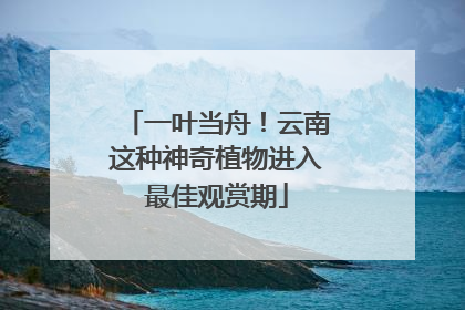 一叶当舟！云南这种神奇植物进入最佳观赏期