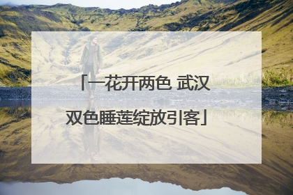一花开两色 武汉双色睡莲绽放引客