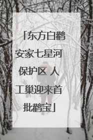 东方白鹳安家七星河保护区 人工巢迎来首批鹳宝
