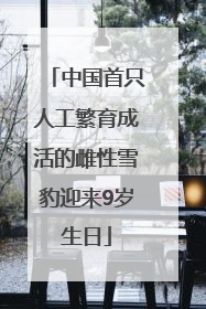 中国首只人工繁育成活的雌性雪豹迎来9岁生日