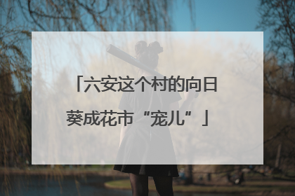 六安这个村的向日葵成花市“宠儿”