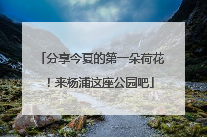 分享今夏的第一朵荷花！来杨浦这座公园吧