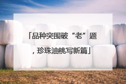 品种突围破“老”题，珍珠油桃写新篇