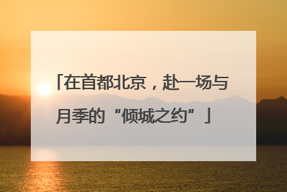 在首都北京，赴一场与月季的“倾城之约”