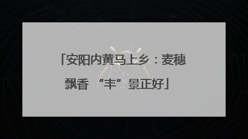 安阳内黄马上乡：麦穗飘香 “丰”景正好