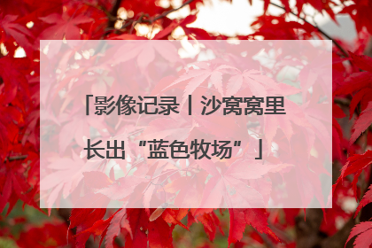 影像记录丨沙窝窝里长出“蓝色牧场”