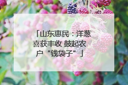 山东惠民：洋葱喜获丰收 鼓起农户“钱袋子”