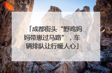 成都街头“野鸡妈妈带崽过马路”，车辆排队让行暖人心