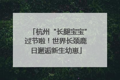 杭州“长腿宝宝”过节啦！世界长颈鹿日邂逅新生幼崽
