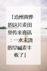 沧州黄骅的这片麦田里传来喜讯：一水未浇的旱碱麦丰收了