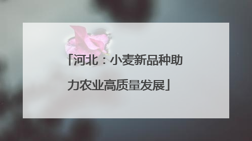 河北：小麦新品种助力农业高质量发展