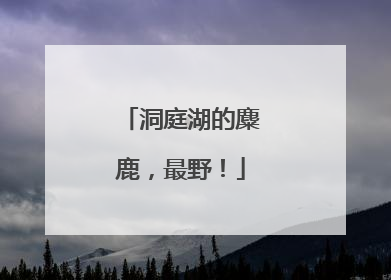 洞庭湖的麋鹿，最野！