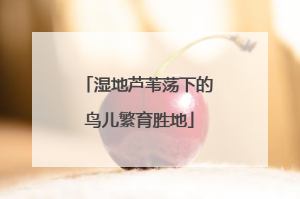 湿地芦苇荡下的鸟儿繁育胜地