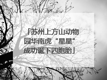 苏州上方山动物园华南虎“星星”成功诞下四胞胎