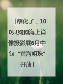 萌化了，100只狗狗海上肖像摄影展6月中旬“黄海明珠”开放