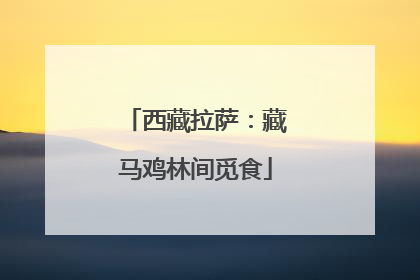 西藏拉萨：藏马鸡林间觅食