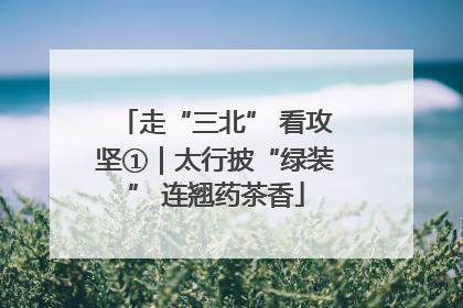走“三北” 看攻坚①｜太行披“绿装” 连翘药茶香