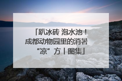 趴冰砖 泡水池！成都动物园里的消暑“凉”方丨图集