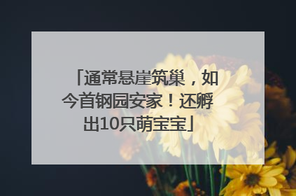 通常悬崖筑巢，如今首钢园安家！还孵出10只萌宝宝