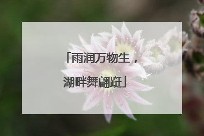雨润万物生，湖畔舞翩跹
