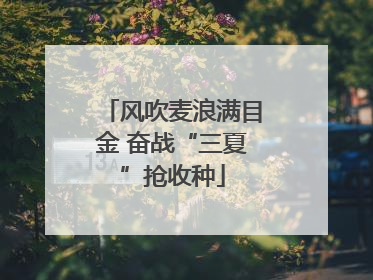 风吹麦浪满目金 奋战“三夏”抢收种