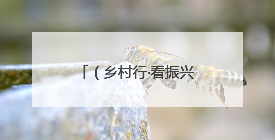 （乡村行·看振兴）山西高平：金银花里采“金银” 花香溢满致富路
