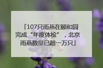 107只雨燕在颐和园完成“年度体检”，北京雨燕数量已超一万只